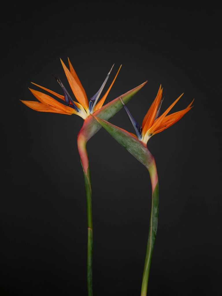Fleurs oiseau de paradis orange