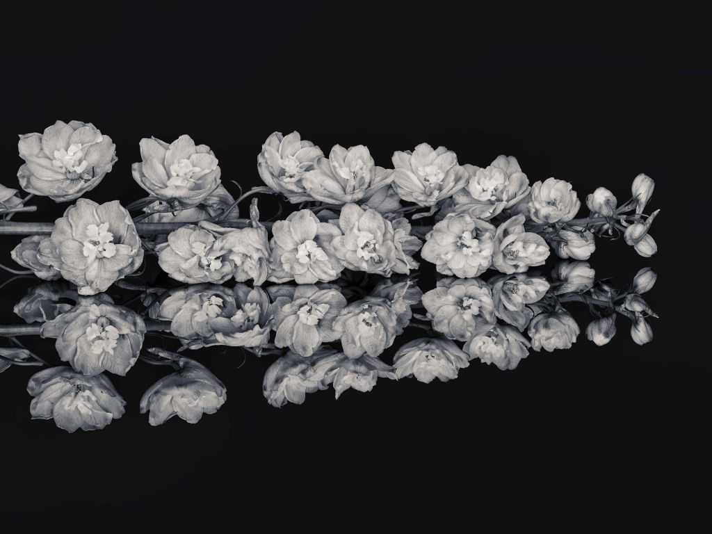Reflet de fleurs noir et blanc