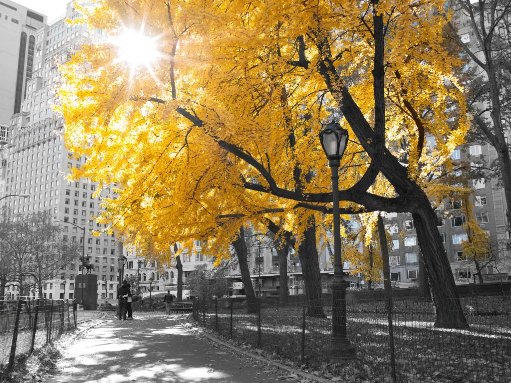 Un chemin à travers Central Park