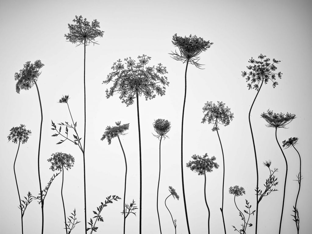 Cerfeuil sauvage en noir et blanc