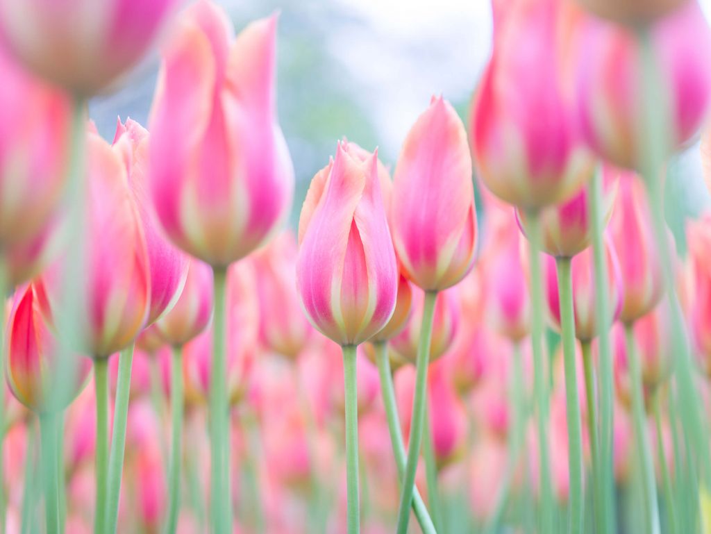 Gros plan sur des tulipes roses
