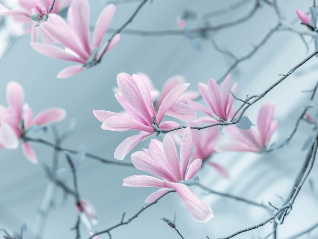 Fleurs de magnolia