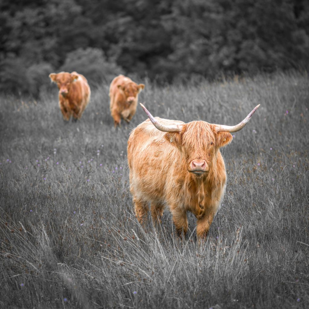 Les Highlanders près de la forêt