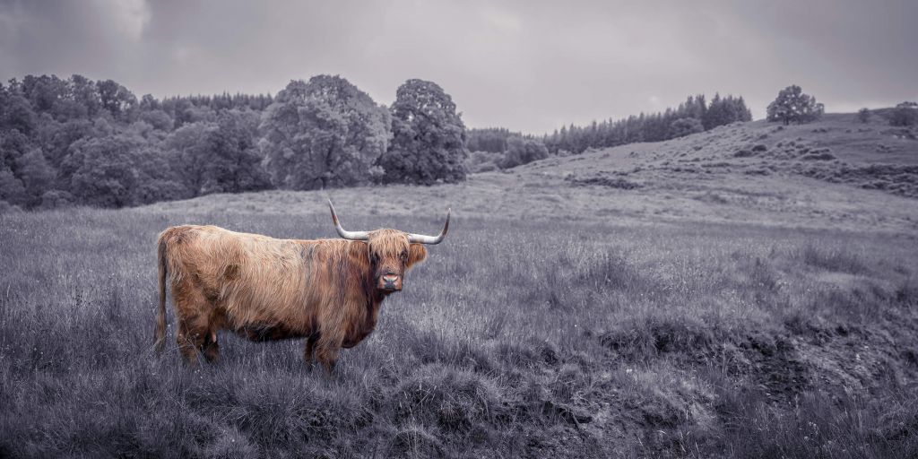 Encore un highlander