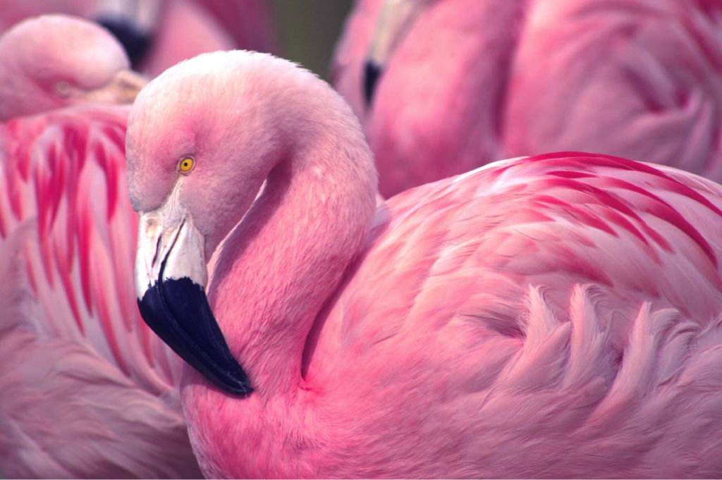 Gros plan d'un flamant rose