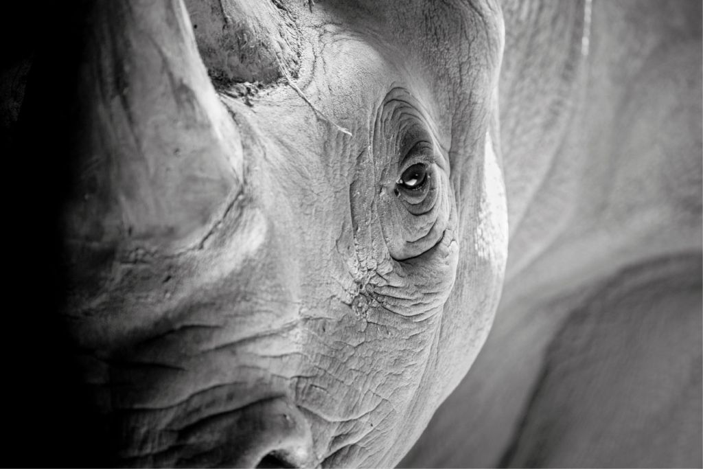 Gros plan d'une tête de rhinocéros