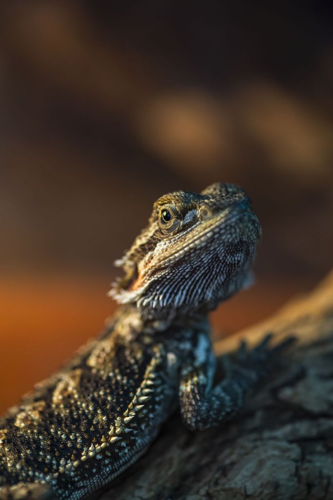 Gros plan d'un caméléon