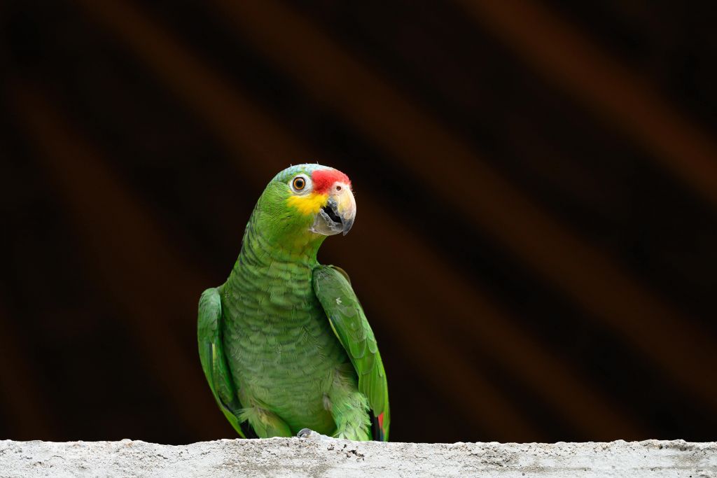 Perroquet amazone