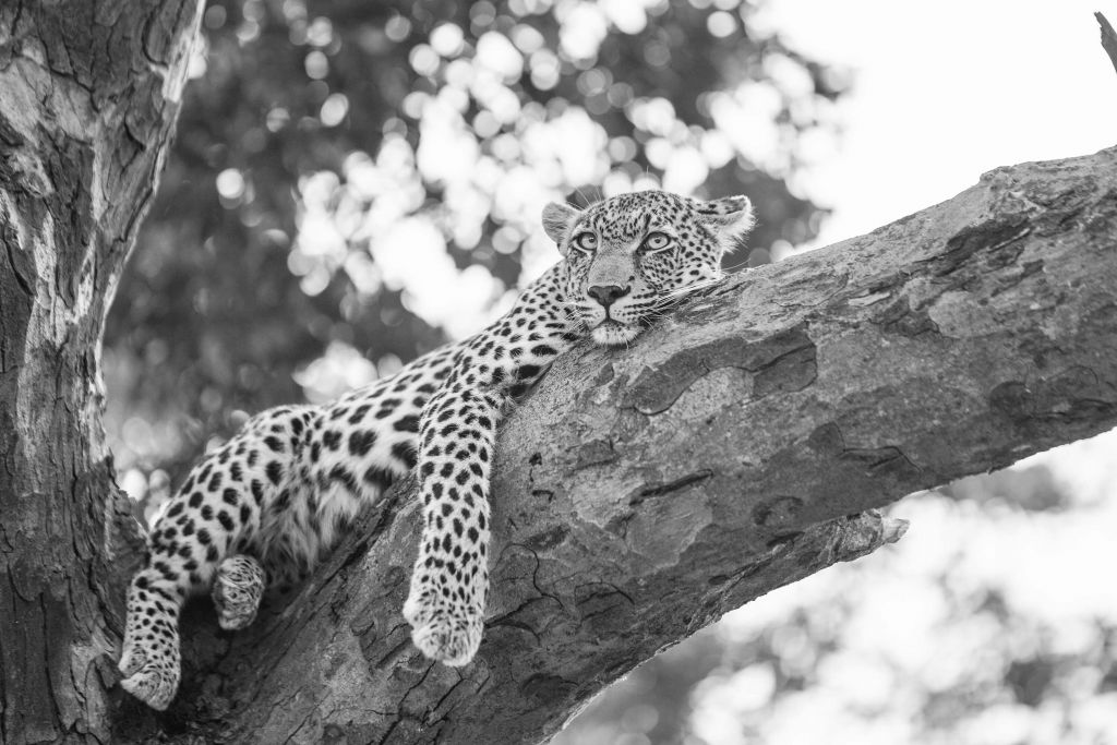 Léopard au repos