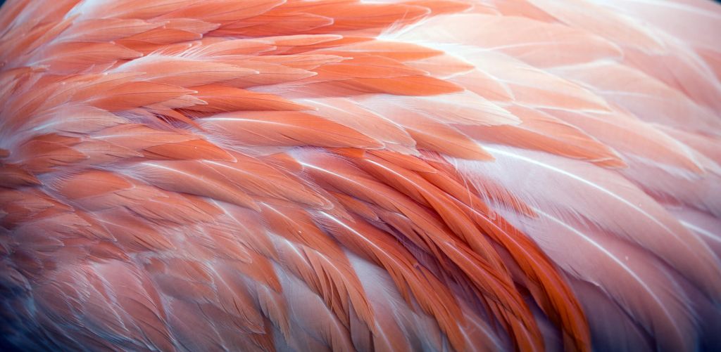 Plumes de flamant rose en gros plan