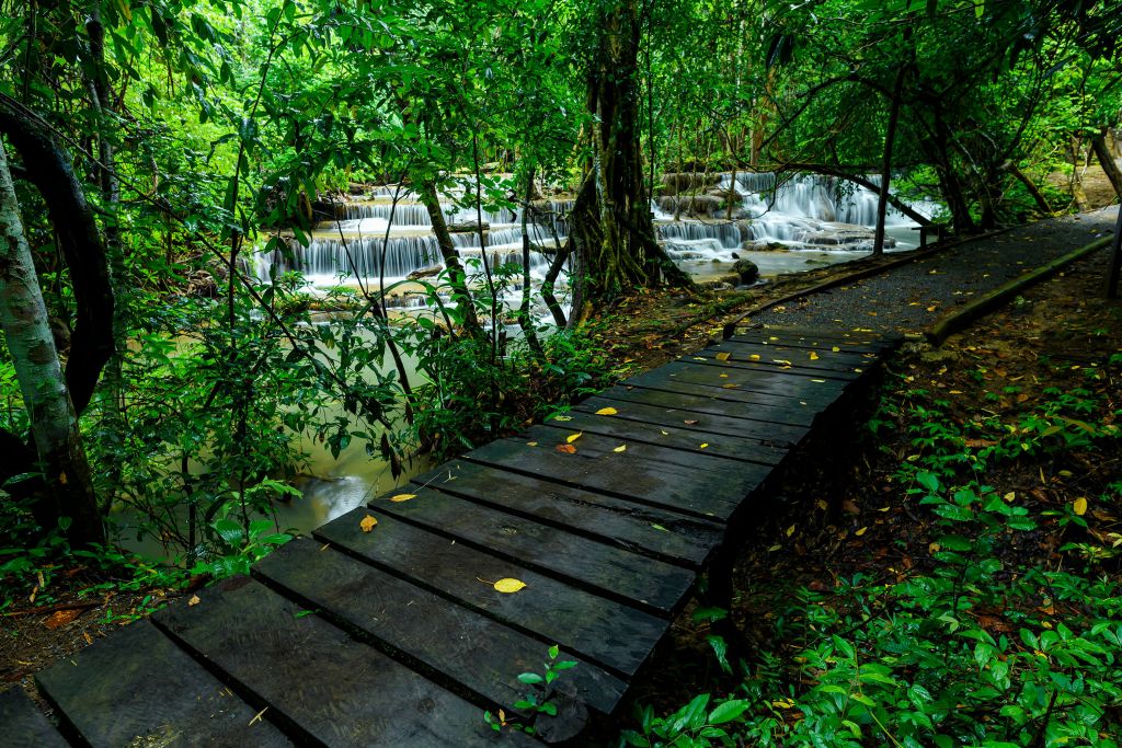 Passerelle dans une jungle