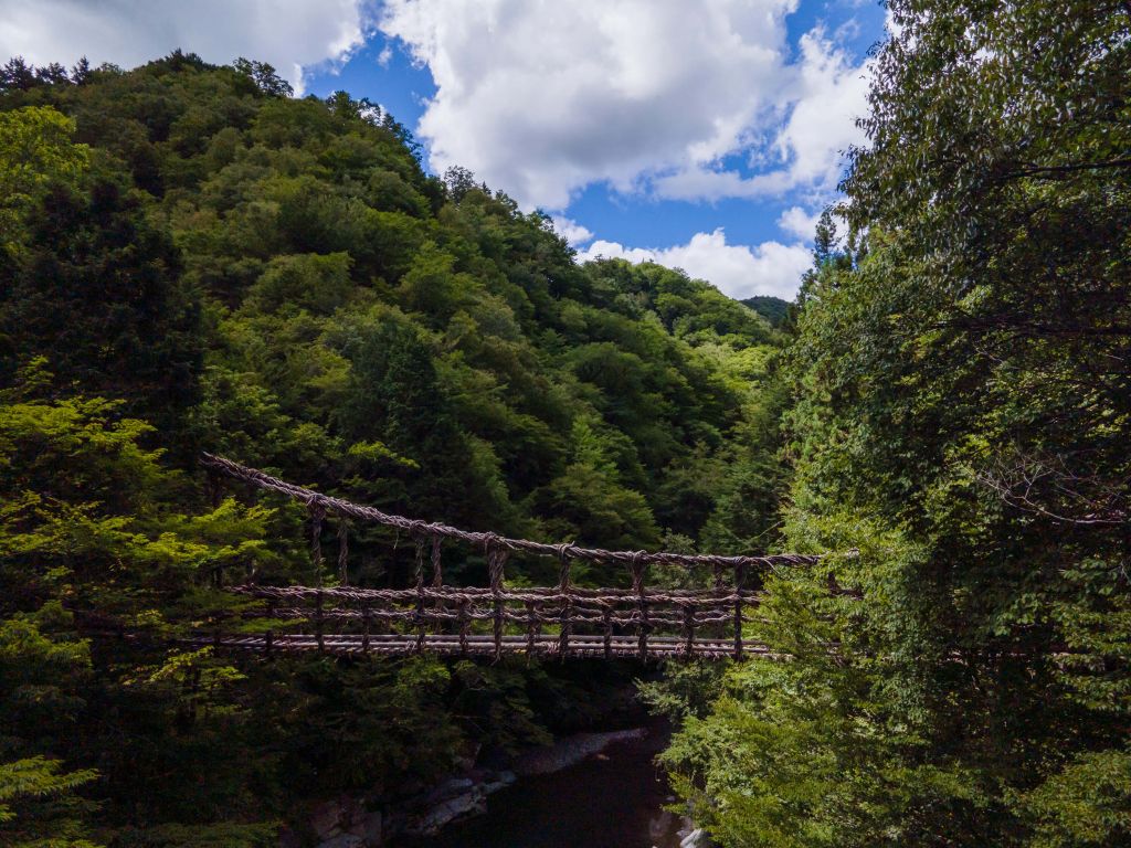 Pont dans la jungle
