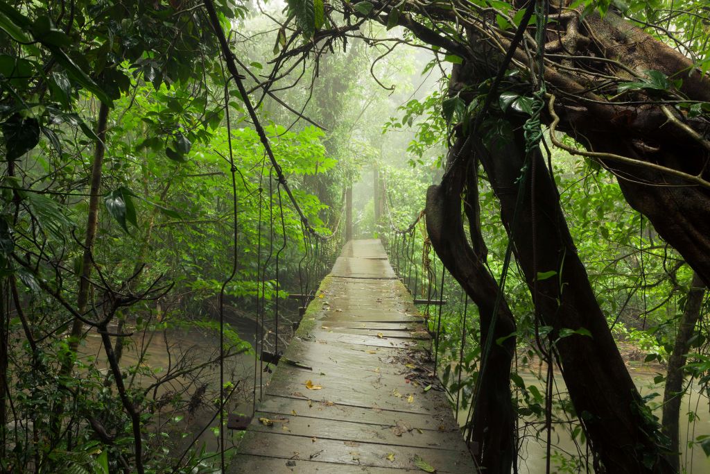 Pont avec des planches de bois