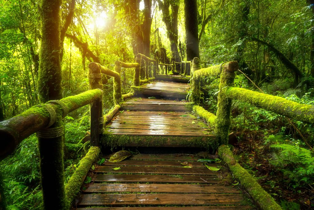 Grand escalier dans la jungle