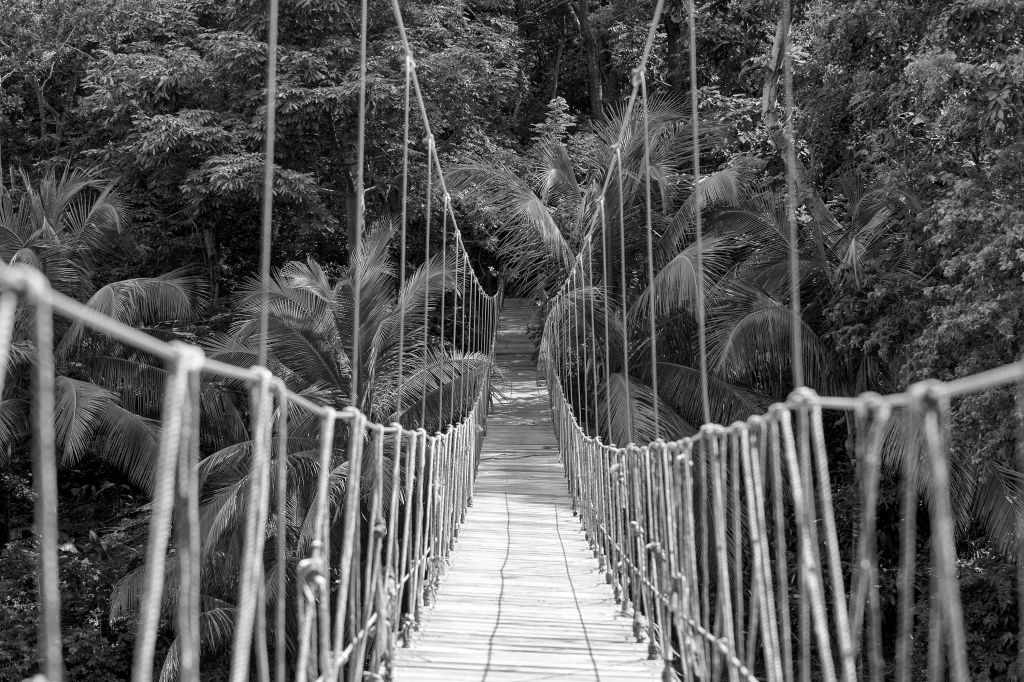 Pont en bois entre des palmiers