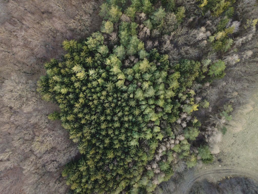 La cime des arbres