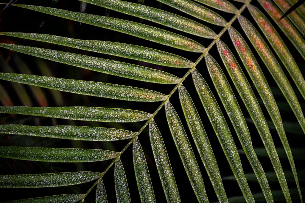 Gros plan d'une feuille tropicale
