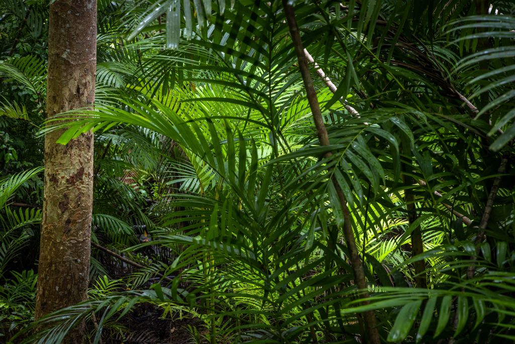 Forêt tropicale humide