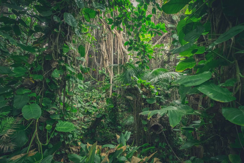 Branches dans la forêt tropicale