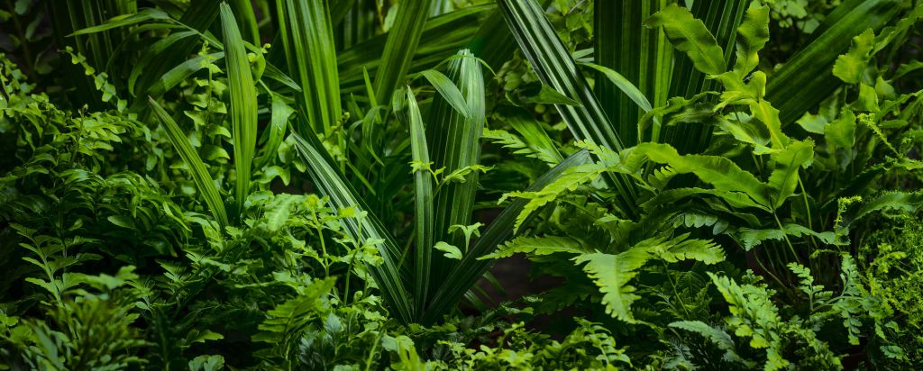 Panorama avec des plantes