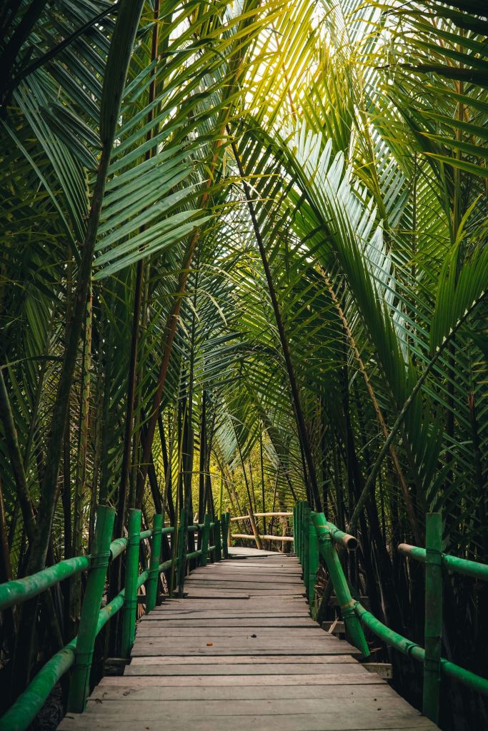 Pont en bambou