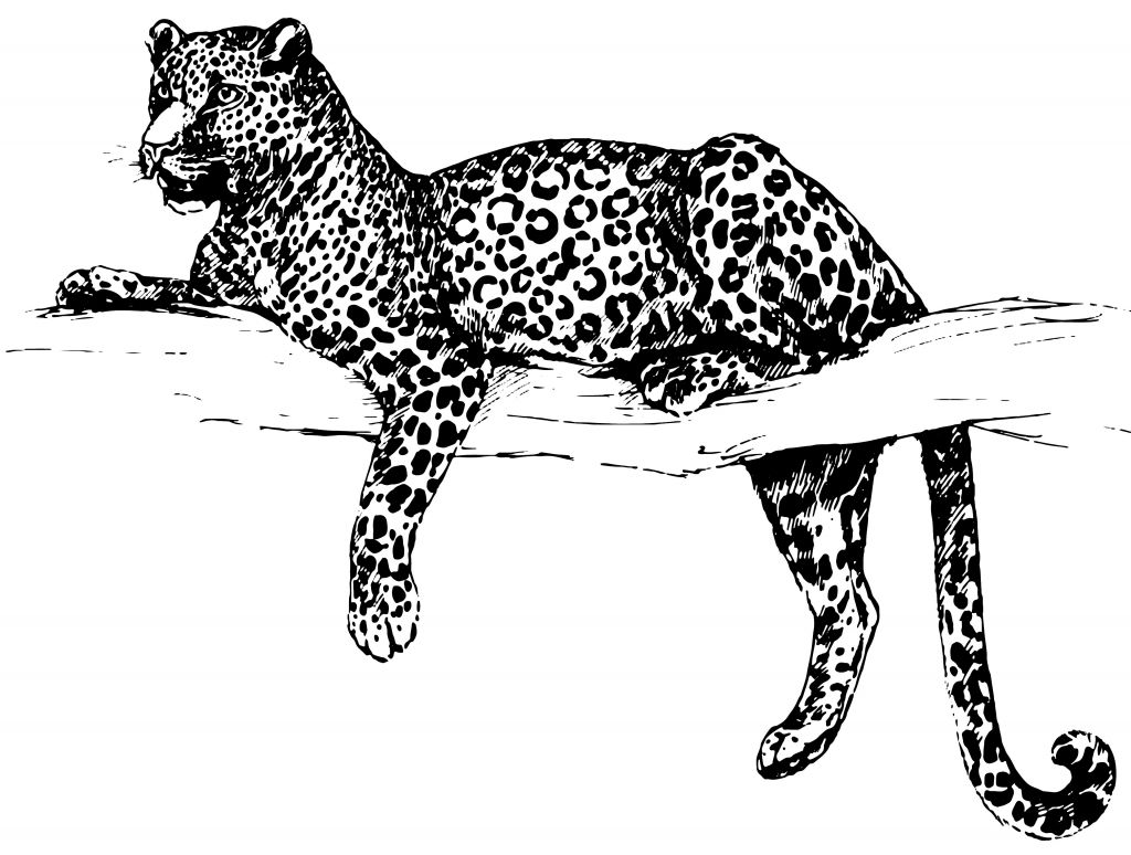 Illustration de léopard