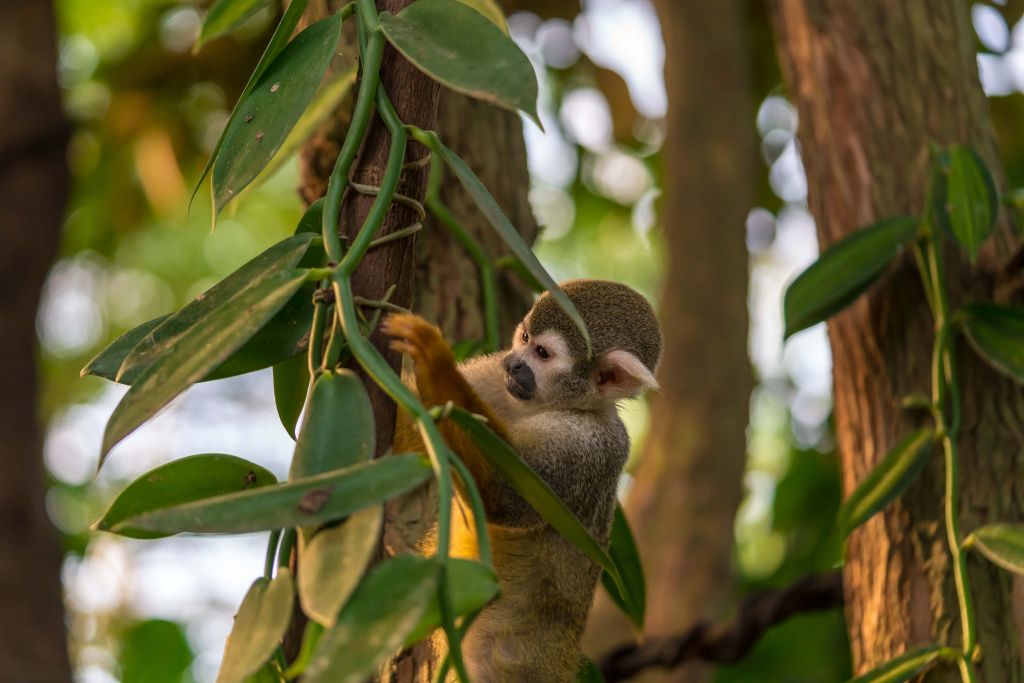 Petit singe dans les arbres