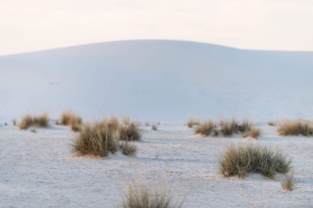 Plantes sur le sable blanc