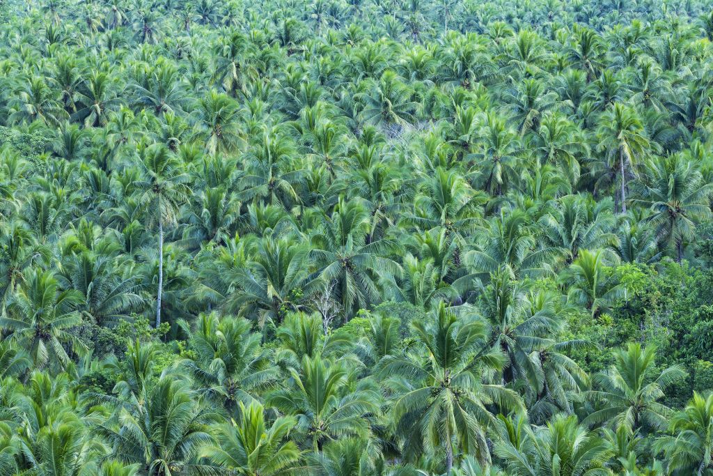 Photo aérienne d'une forêt de palmiers