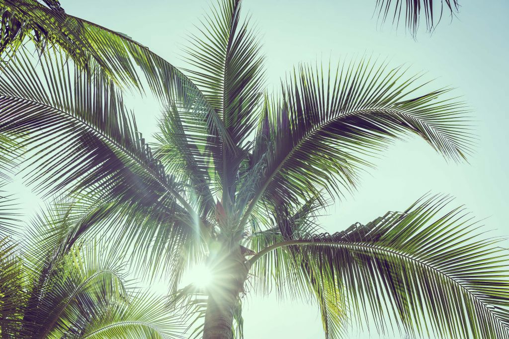 Palmiers au soleil