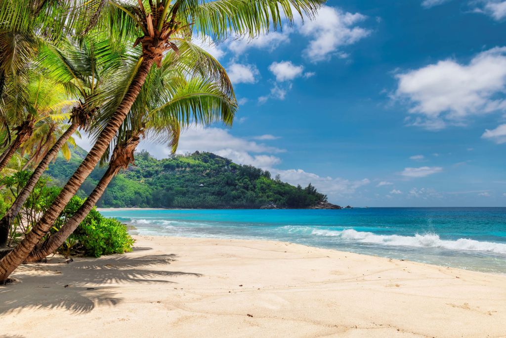 Belle plage avec des palmiers