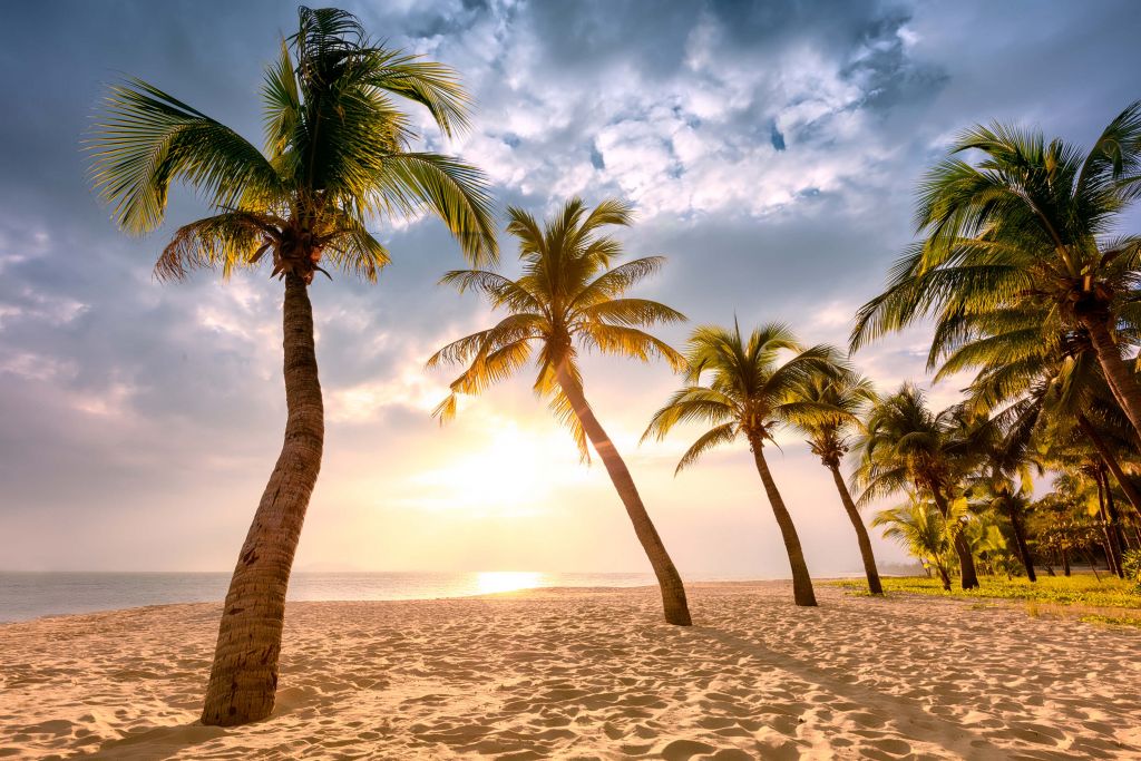 Palmiers à noix de coco contre le coucher du soleil