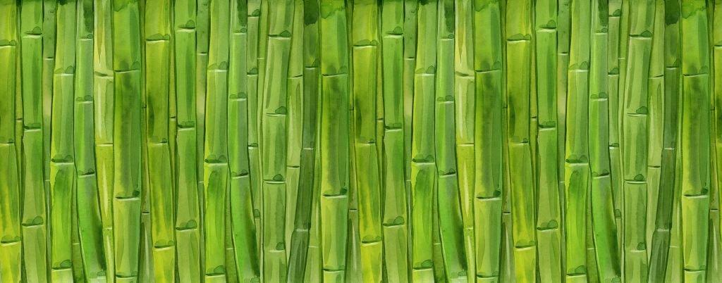 Aquarelle bambou
