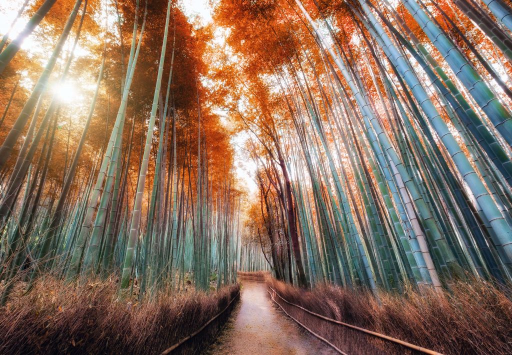 Forêt de bambou d'automne