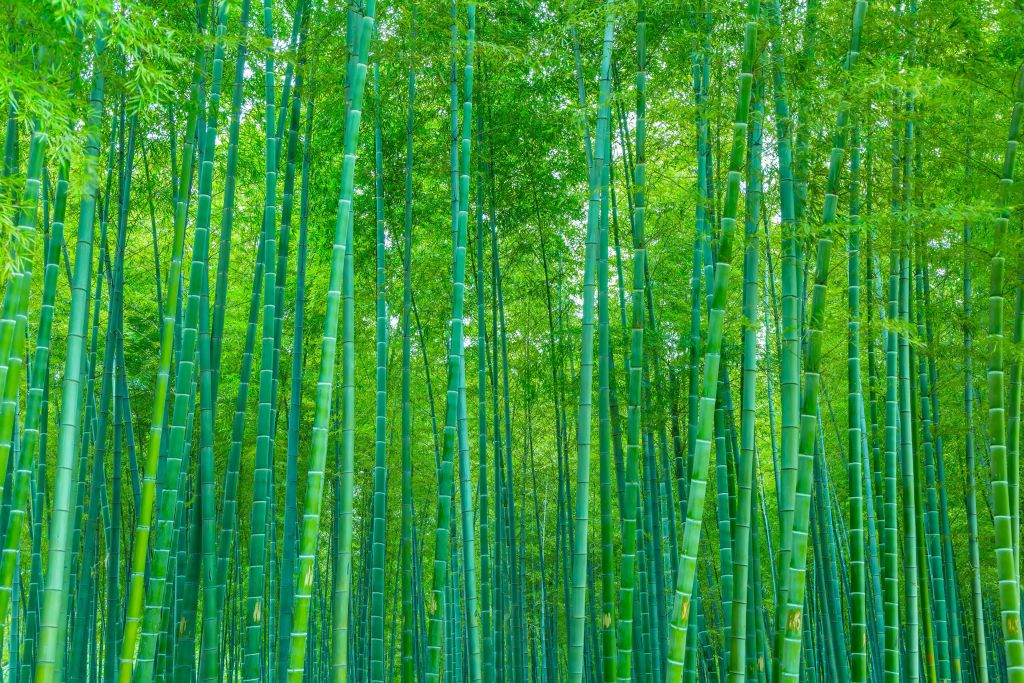 Une forêt verte de bambous