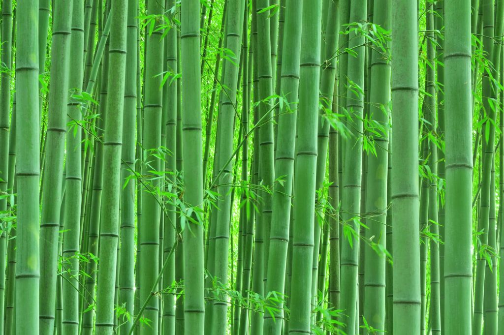 Gros plan sur une forêt de bambous