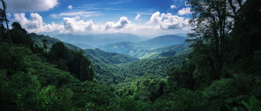 Forêt tropicale verte