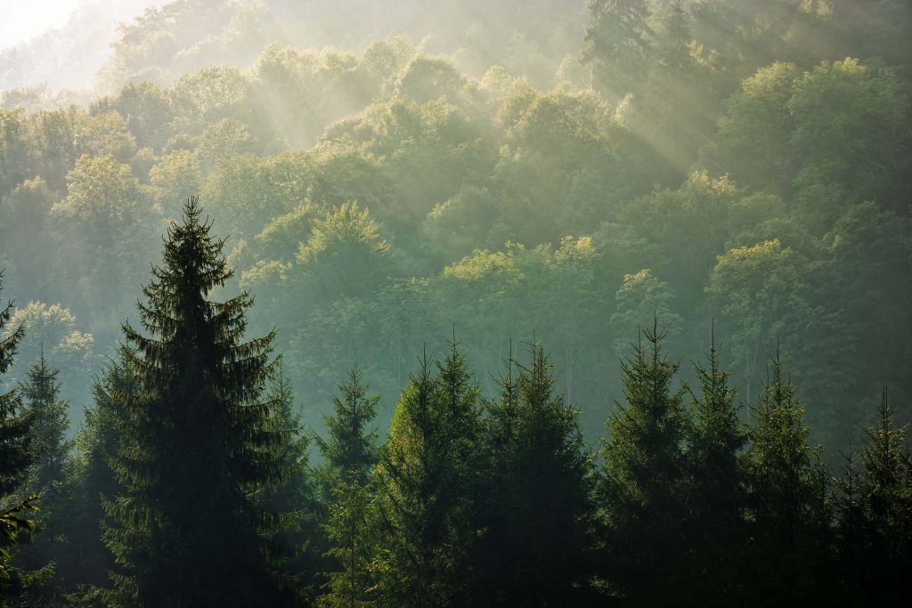 Rayons de soleil sur la forêt