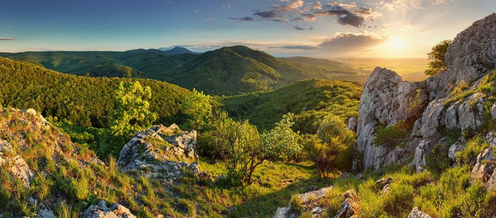 Forêt de montagne