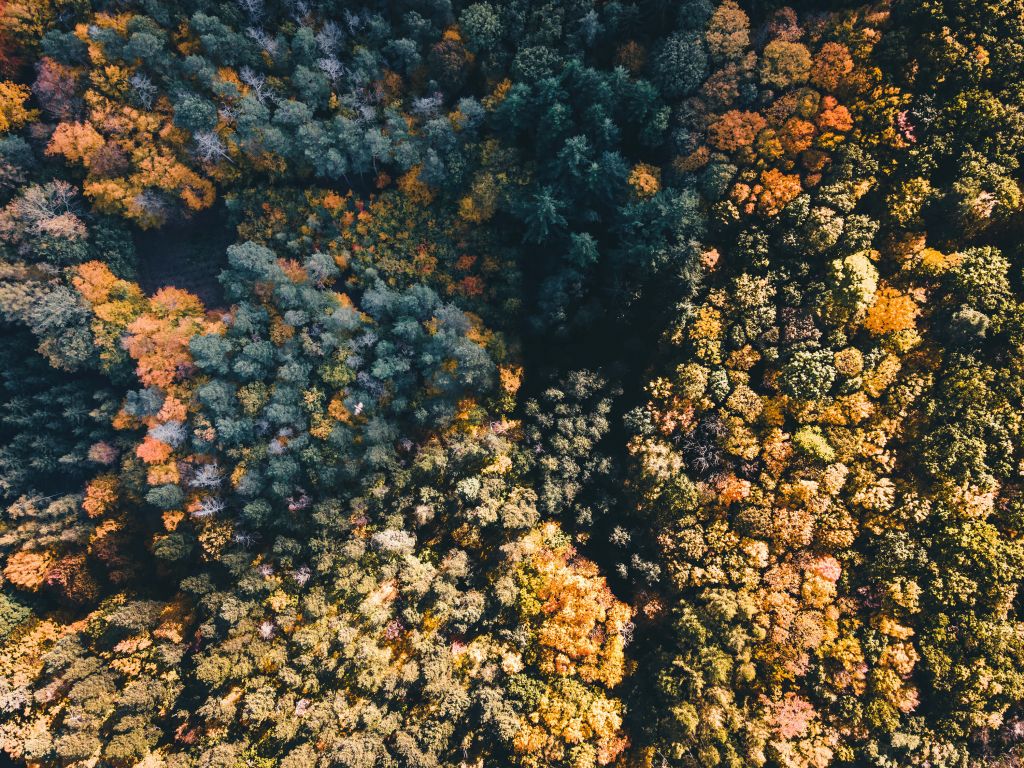 La forêt vue d'en haut