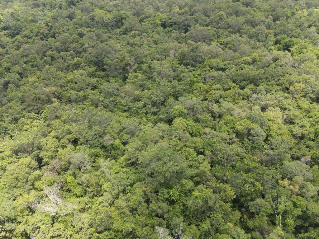 La forêt vue d'en haut