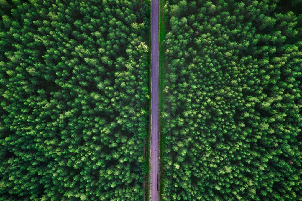 Route dans la forêt