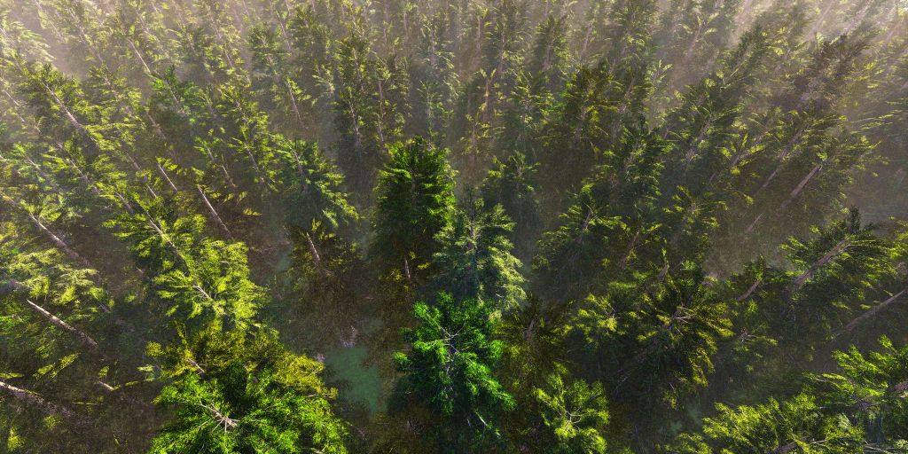 Les arbres vus d'en haut