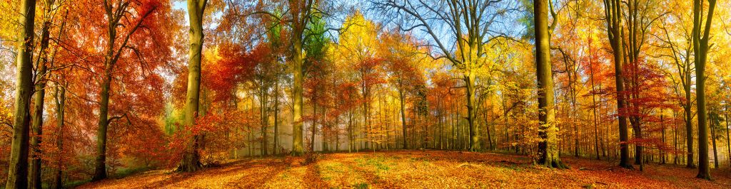 Panorama d'une forêt colorée