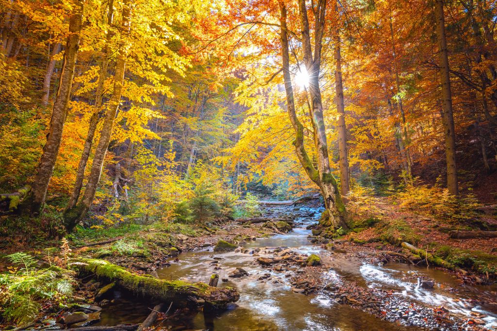 Automne dans une forêt sauvage