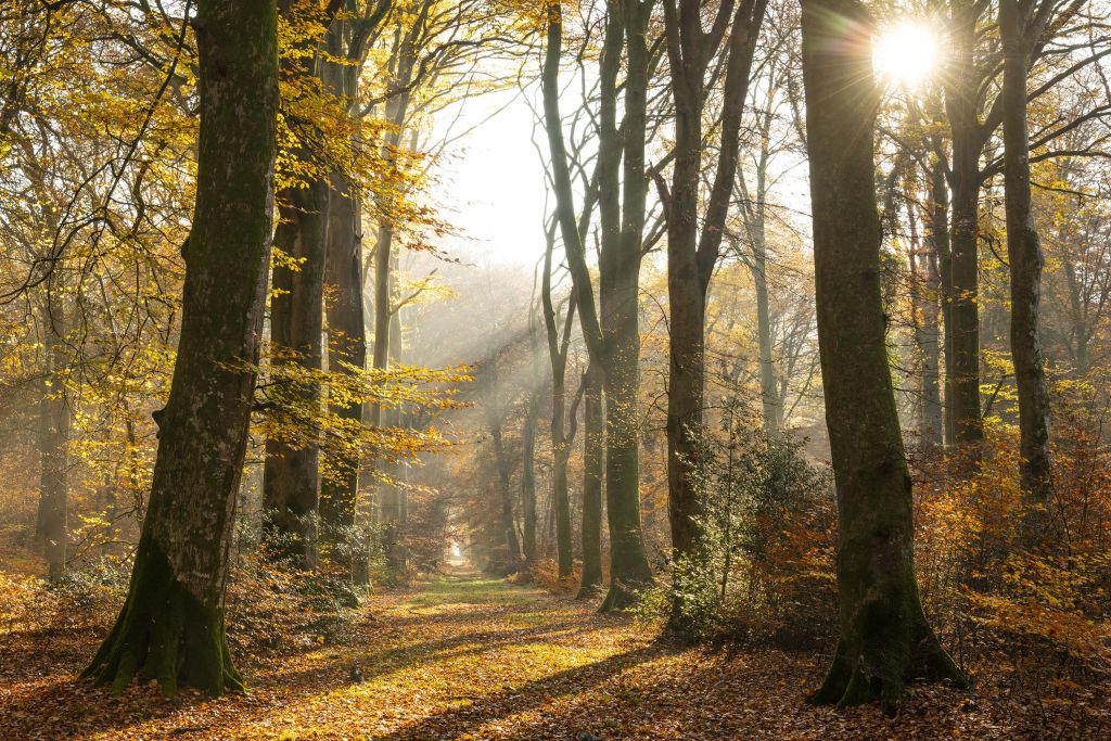 La forêt de Crécy