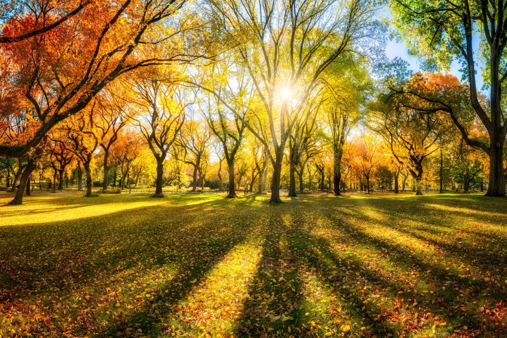 Forêt d'automne colorée