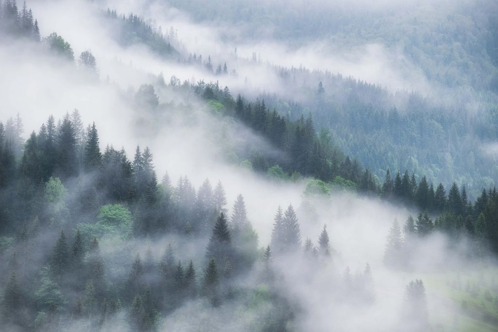 Forêt brumeuse dans les montagnes