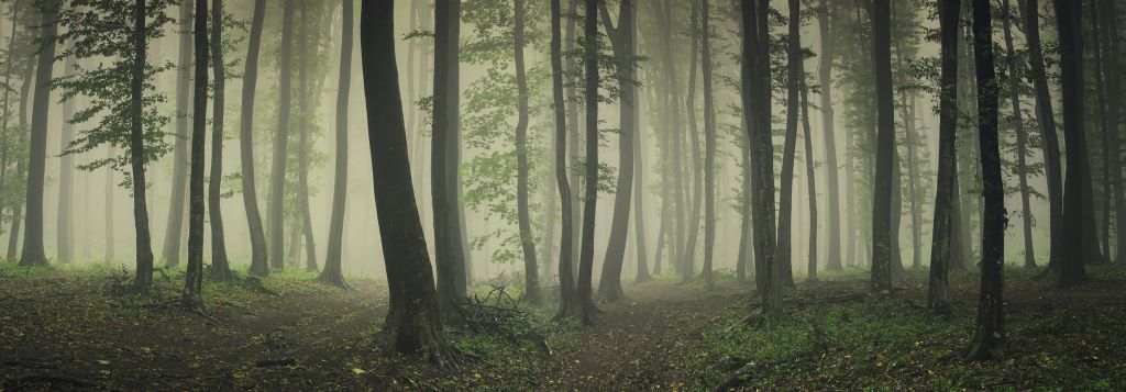 Brouillard dans une forêt verte