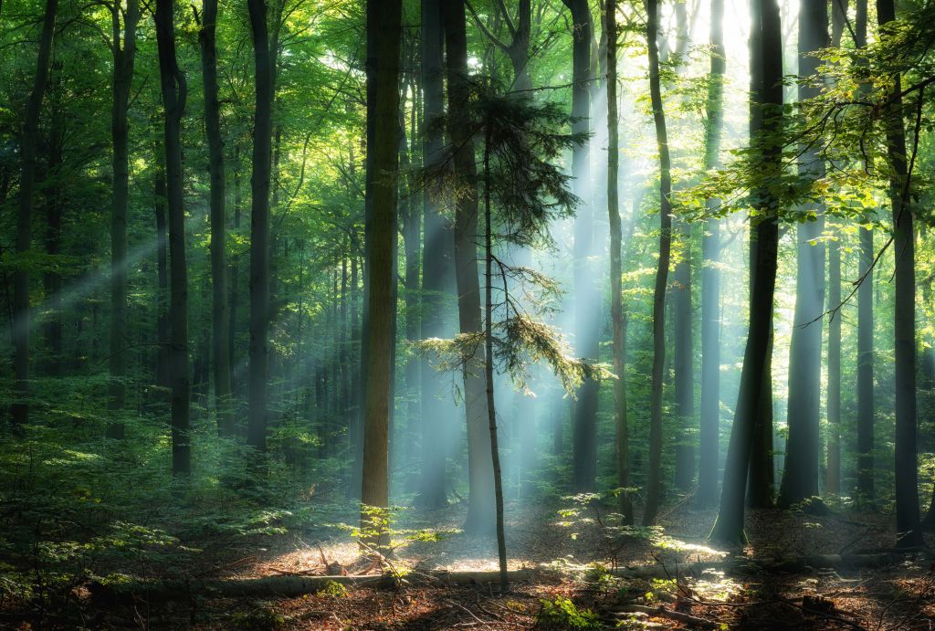 Lever de soleil dans la forêt